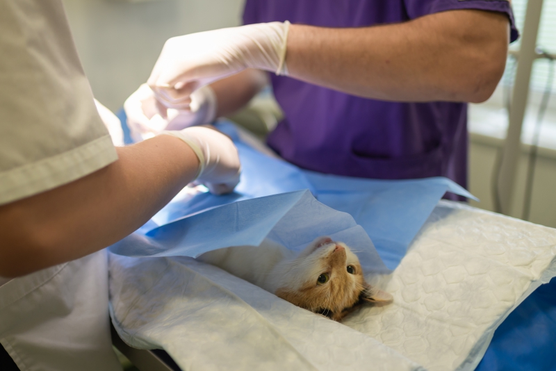 veterinaire-LE BOURGUET-min_health-4385852